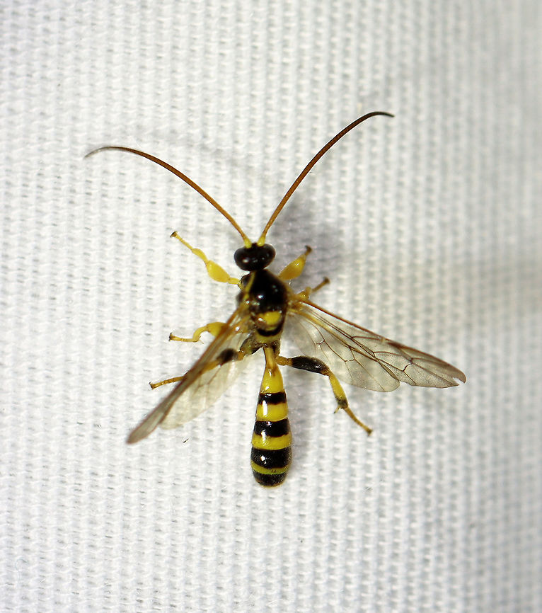Ichneumonid Wasp - Colpotrochia crassipes Habitat: Attracted to a 365 nm LED light; semi-rural area Colpotrochia,Colpotrochia crassipes,Geotagged,Summer,United States,hymenoptera,ichneudmonidae,wasp