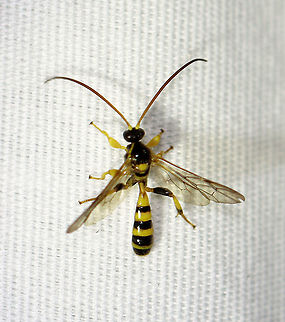 Ichneumonid Wasp - Colpotrochia crassipes Habitat: Attracted to a 365 nm LED light; semi-rural area Colpotrochia,Colpotrochia crassipes,Geotagged,Summer,United States,hymenoptera,ichneudmonidae,wasp