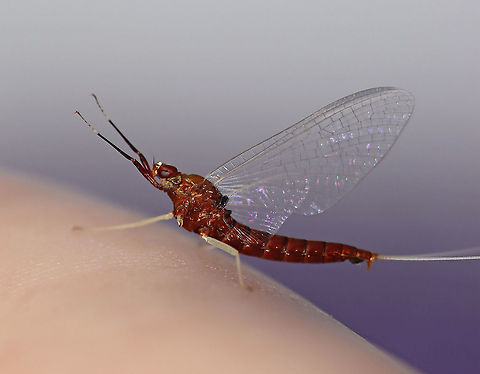 Mayfly - Isonychia rufa This mayfly seemed to enjoy hanging off my hand while I was trying to take photos of moths. *I rotated the photo*

*Tentative ID

Habitat: Attracted to a 365 nm LED light; semi-rural area Ephemeroptera,Geotagged,Isonychia,Isonychia rufa,Isonychiidae,Summer,United States,brushlegged mayfly,mayfly