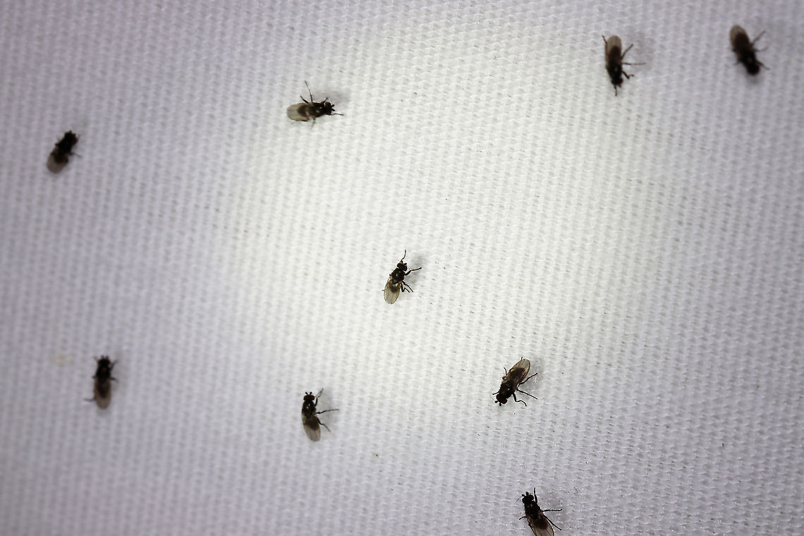 Lesser Corpse Flies - Family Sphaeroceridae There were hundreds of these flies at my light on this night. Unfortunately, I doubt I can get them identified to species. They didn't stay still and I didn't get any good, diagnostic shots that I know of.  <br />
<br />
These flies are associated with rotting corpses, feces, and rotting plants. They are important in decomposer communities such as compost and manure...I live across from a farm, so I assume that's where they came from. <br />
<br />
Habitat: Attracted to a light; semi-rural area Geotagged,Lesser Corpse Flies,Sphaeroceridae,Summer,United States,diptera,flies,fly,lesser dung flies,small dung flies