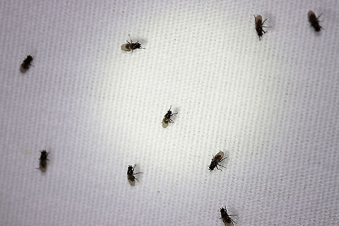 Lesser Corpse Flies - Family Sphaeroceridae There were hundreds of these flies at my light on this night. Unfortunately, I doubt I can get them identified to species. They didn't stay still and I didn't get any good, diagnostic shots that I know of.  

These flies are associated with rotting corpses, feces, and rotting plants. They are important in decomposer communities such as compost and manure...I live across from a farm, so I assume that's where they came from. 

Habitat: Attracted to a light; semi-rural area Geotagged,Lesser Corpse Flies,Sphaeroceridae,Summer,United States,diptera,flies,fly,lesser dung flies,small dung flies