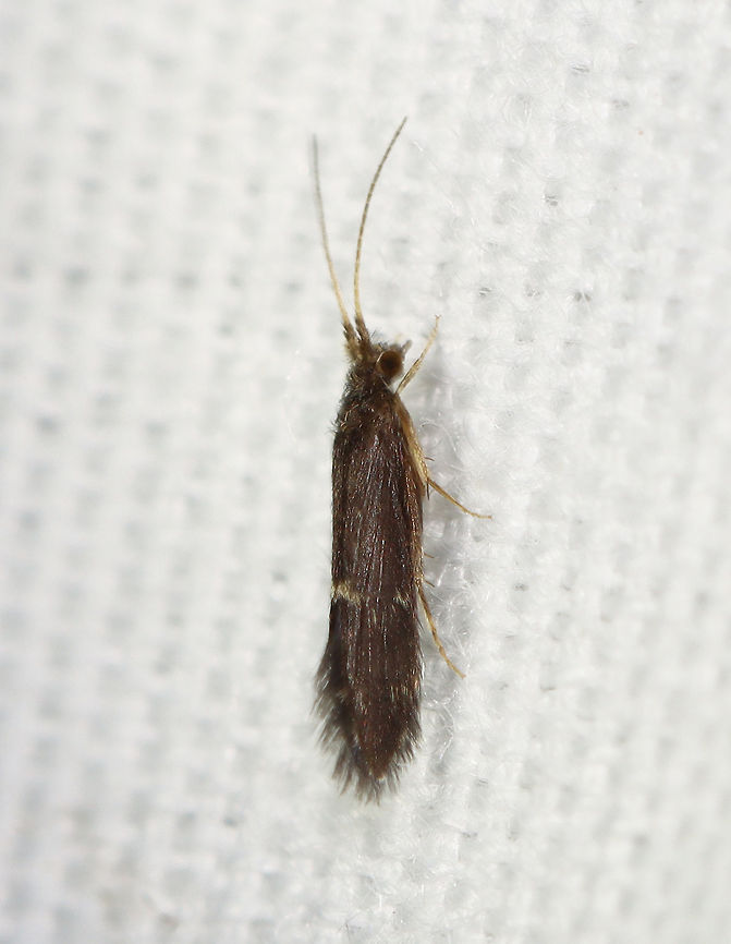 Saddle Case-Maker Caddisflies - Order Trichoptera, Family Glossosomatidae, Subfamily Protoptilinae I&#039;m adding this photo as it shows the profile of this caddisfly. There weren&#039;t as many as on previous nights, but still several dozen. I got a couple specimens that I will try to send for ID.<br />
<br />
Habitat: Attracted to a 365 + 395 nm LED light in a semi-rural area.<br />
<br />
From a different night:<br />
<figure class="photo"><a href="https://www.jungledragon.com/image/120798/saddle_case-maker_caddisflies_-_order_trichoptera_family_glossosomatidae_subfamily_protoptilinae.html" title="Saddle Case-Maker Caddisflies - Order Trichoptera, Family Glossosomatidae, Subfamily Protoptilinae"><img src="https://s3.amazonaws.com/media.jungledragon.com/images/3232/120798_thumb.jpg?AWSAccessKeyId=05GMT0V3GWVNE7GGM1R2&Expires=1759968010&Signature=WdW5HU0giWID7uVNT53jbfMvNl8%3D" width="114" height="152" alt="Saddle Case-Maker Caddisflies - Order Trichoptera, Family Glossosomatidae, Subfamily Protoptilinae There were 100&#039;s at my lights last night.<br />
<br />
Habitat: Attracted to a 365 + 395 nm LED light in a semi-rural area.<br />
https://www.jungledragon.com/image/120797/caddisfly_-_trichoptera.html<br />
<br />
From a  different night:<br />
https://www.jungledragon.com/image/121053/saddle_case-maker_caddisflies_-_order_trichoptera_family_glossosomatidae_subfamily_protoptilinae.html<br />
https://www.jungledragon.com/image/121232/saddle_case-maker_caddisflies_-_order_trichoptera_family_glossosomatidae_subfamily_protoptilinae.html Geotagged,Glossosomatidae,Protoptilinae,Saddle Case-Maker,Saddle Case-Maker Caddisfly,Summer,Trichoptera,United States,caddisfly" /></a></figure><br />
<figure class="photo"><a href="https://www.jungledragon.com/image/120797/saddle_case-maker_caddisfly_-_order_trichoptera_family_glossosomatidae_subfamily_protoptilinae.html" title="Saddle Case-Maker Caddisfly - Order Trichoptera, Family Glossosomatidae, Subfamily Protoptilinae"><img src="https://s3.amazonaws.com/media.jungledragon.com/images/3232/120797_thumb.jpg?AWSAccessKeyId=05GMT0V3GWVNE7GGM1R2&Expires=1759968010&Signature=CaMkeSV12r2fJRcnZVHxN6ptwvQ%3D" width="126" height="152" alt="Saddle Case-Maker Caddisfly - Order Trichoptera, Family Glossosomatidae, Subfamily Protoptilinae There were 100&#039;s at my lights last night.<br />
<br />
Habitat: Attracted to a 365 + 395 nm LED light in a semi-rural area.<br />
<br />
https://www.jungledragon.com/image/120798/caddisfly_-_trichoptera.html<br />
<br />
From a  different night:<br />
https://www.jungledragon.com/image/121053/saddle_case-maker_caddisflies_-_order_trichoptera_family_glossosomatidae_subfamily_protoptilinae.html<br />
https://www.jungledragon.com/image/121232/saddle_case-maker_caddisflies_-_order_trichoptera_family_glossosomatidae_subfamily_protoptilinae.html Geotagged,Glossosomatidae,Protoptilinae,Saddle Case-Maker,Saddle Case-Maker Caddisfly,Summer,Trichoptera,United States,caddisfly" /></a></figure><br />
<figure class="photo"><a href="https://www.jungledragon.com/image/121232/saddle_case-maker_caddisflies_-_order_trichoptera_family_glossosomatidae_subfamily_protoptilinae.html" title="Saddle Case-Maker Caddisflies - Order Trichoptera, Family Glossosomatidae, Subfamily Protoptilinae"><img src="https://s3.amazonaws.com/media.jungledragon.com/images/3232/121232_thumb.jpg?AWSAccessKeyId=05GMT0V3GWVNE7GGM1R2&Expires=1759968010&Signature=YKYO%2B6ohFYYIeQccxZ2WR6UMof0%3D" width="200" height="160" alt="Saddle Case-Maker Caddisflies - Order Trichoptera, Family Glossosomatidae, Subfamily Protoptilinae Habitat: Attracted to a 365 + 395 nm LED light in a semi-rural area.<br />
<br />
From a different night:<br />
https://www.jungledragon.com/image/121053/saddle_case-maker_caddisflies_-_order_trichoptera_family_glossosomatidae_subfamily_protoptilinae.html<br />
 Geotagged,Protoptilinae,Saddle Case-Maker Caddisfly,Trichoptera,United States,caddisfly,glossosomatidae" /></a></figure> Geotagged,Glossosomatidae,Protoptilinae,Saddle Case-Maker,Saddle Case-Maker Caddisfly,Summer,Trichoptera,United States,caddisfly