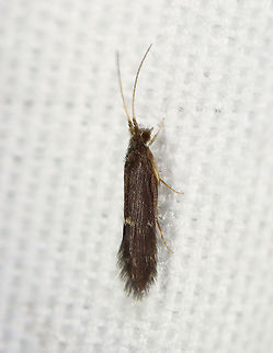 Saddle Case-Maker Caddisflies - Order Trichoptera, Family Glossosomatidae, Subfamily Protoptilinae I'm adding this photo as it shows the profile of this caddisfly. There weren't as many as on previous nights, but still several dozen. I got a couple specimens that I will try to send for ID.

Habitat: Attracted to a 365 + 395 nm LED light in a semi-rural area.

From a different night:
https://www.jungledragon.com/image/120798/saddle_case-maker_caddisflies_-_order_trichoptera_family_glossosomatidae_subfamily_protoptilinae.html
https://www.jungledragon.com/image/120797/saddle_case-maker_caddisfly_-_order_trichoptera_family_glossosomatidae_subfamily_protoptilinae.html
https://www.jungledragon.com/image/121232/saddle_case-maker_caddisflies_-_order_trichoptera_family_glossosomatidae_subfamily_protoptilinae.html Geotagged,Glossosomatidae,Protoptilinae,Saddle Case-Maker,Saddle Case-Maker Caddisfly,Summer,Trichoptera,United States,caddisfly