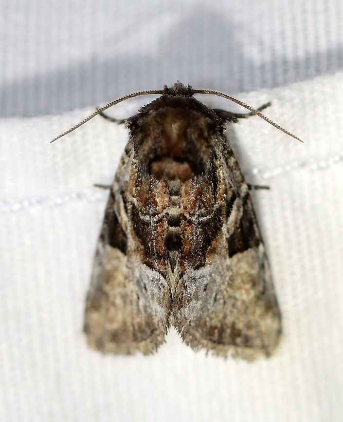 Newman's Brocade - Meropleon ambifusca Habitat: Attracted to a 365 nm LED light; semi-rural area<br />
<br />
<br />
2021(187) Geotagged,Meropleon,Meropleon ambifusca,Noctuidae,Summer,United States,moth