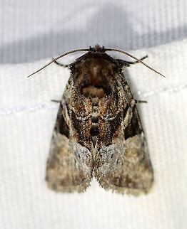 Newman's Brocade - Meropleon ambifusca Habitat: Attracted to a 365 nm LED light; semi-rural area


2021(187) Geotagged,Meropleon,Meropleon ambifusca,Noctuidae,Summer,United States,moth