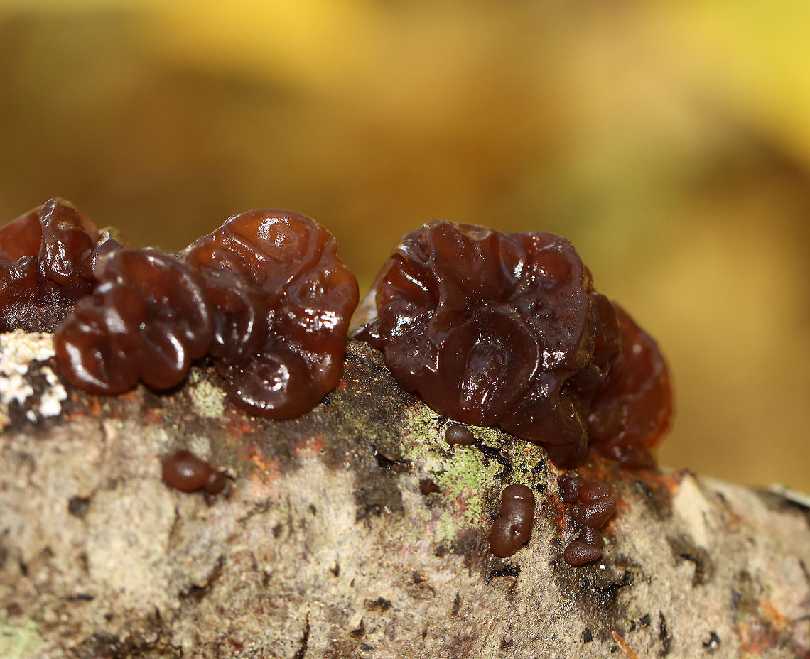 Amber Jelly Roll - Exidia recisa Individual fruiting bodies that were reddish brown and had large concave depressions surrounded by ridges.<br />
<br />
Habitat: Growing on a hardwood twig in a deciduous forest<br />
<figure class="photo"><a href="https://www.jungledragon.com/image/121056/amber_jelly_roll_-_exidia_recisa.html" title="Amber Jelly Roll - Exidia recisa"><img src="https://s3.amazonaws.com/media.jungledragon.com/images/3232/121056_thumb.jpg?AWSAccessKeyId=05GMT0V3GWVNE7GGM1R2&Expires=1767225610&Signature=svzab1VKE22XViecy5ZoXfR9b9c%3D" width="200" height="142" alt="Amber Jelly Roll - Exidia recisa Individual fruiting bodies that were reddish brown and had large concave depressions surrounded by ridges.<br />
<br />
Habitat: Growing on a hardwood twig in a deciduous forest<br />
https://www.jungledragon.com/image/121055/amber_jelly_roll_-_exidia_recisa.html Exidia recisa,Fall,Geotagged,United States" /></a></figure> Amber Jelly Roll,Exidia,Exidia recisa,Fall,Geotagged,United States,fungus,jelly fungus