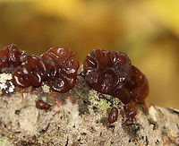 Amber Jelly Roll - Exidia recisa Individual fruiting bodies that were reddish brown and had large concave depressions surrounded by ridges.<br />
<br />
Habitat: Growing on a hardwood twig in a deciduous forest<br />
https://www.jungledragon.com/image/121056/amber_jelly_roll_-_exidia_recisa.html Amber Jelly Roll,Exidia,Exidia recisa,Fall,Geotagged,United States,fungus,jelly fungus