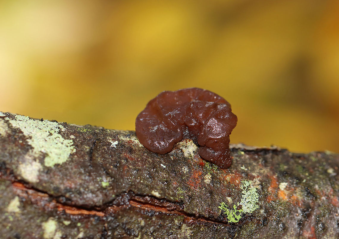 Amber Jelly Roll - Exidia recisa Individual fruiting bodies that were reddish brown and had large concave depressions surrounded by ridges.<br />
<br />
Habitat: Growing on a hardwood twig in a deciduous forest<br />
<figure class="photo"><a href="https://www.jungledragon.com/image/121055/amber_jelly_roll_-_exidia_recisa.html" title="Amber Jelly Roll - Exidia recisa"><img src="https://s3.amazonaws.com/media.jungledragon.com/images/3232/121055_thumb.jpg?AWSAccessKeyId=05GMT0V3GWVNE7GGM1R2&Expires=1763596810&Signature=d2KdVwPjQ%2BanOHU47b1vvyGbPB0%3D" width="200" height="164" alt="Amber Jelly Roll - Exidia recisa Individual fruiting bodies that were reddish brown and had large concave depressions surrounded by ridges.<br />
<br />
Habitat: Growing on a hardwood twig in a deciduous forest<br />
https://www.jungledragon.com/image/121056/amber_jelly_roll_-_exidia_recisa.html Amber Jelly Roll,Exidia,Exidia recisa,Fall,Geotagged,United States,fungus,jelly fungus" /></a></figure> Exidia recisa,Fall,Geotagged,United States