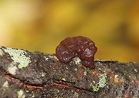 Amber Jelly Roll - Exidia recisa Individual fruiting bodies that were reddish brown and had large concave depressions surrounded by ridges.<br />
<br />
Habitat: Growing on a hardwood twig in a deciduous forest<br />
https://www.jungledragon.com/image/121055/amber_jelly_roll_-_exidia_recisa.html Exidia recisa,Fall,Geotagged,United States