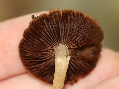 Mushroom - Psathyrella sp. Habitat: Growing on rotting wood; mixed forest
https://www.jungledragon.com/image/121059/mushroom_-_psathyrella_sp.html Fall,Geotagged,Psathyrella,United States,fungus,mushroom