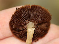 Mushroom - Psathyrella sp. Habitat: Growing on rotting wood; mixed forest<br />
https://www.jungledragon.com/image/121059/mushroom_-_psathyrella_sp.html Fall,Geotagged,Psathyrella,United States,fungus,mushroom