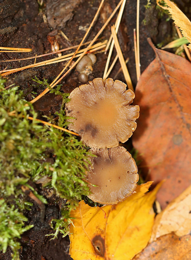 Mushroom - Psathyrella sp. Habitat: Growing on rotting wood; mixed forest<br />
<figure class="photo"><a href="https://www.jungledragon.com/image/121057/mushroom_-_psathyrella_sp.html" title="Mushroom - Psathyrella sp."><img src="https://s3.amazonaws.com/media.jungledragon.com/images/3232/121057_thumb.jpg?AWSAccessKeyId=05GMT0V3GWVNE7GGM1R2&Expires=1769040010&Signature=Z2pRLzk1TWb%2FyBjxs3EUmuJL33U%3D" width="200" height="152" alt="Mushroom - Psathyrella sp. Habitat: Growing on rotting wood; mixed forest<br />
https://www.jungledragon.com/image/121059/mushroom_-_psathyrella_sp.html Fall,Geotagged,Psathyrella,United States,fungus,mushroom" /></a></figure> Fall,Geotagged,United States