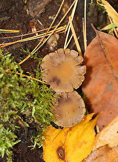 Mushroom - Psathyrella sp. Habitat: Growing on rotting wood; mixed forest
https://www.jungledragon.com/image/121057/mushroom_-_psathyrella_sp.html Fall,Geotagged,United States