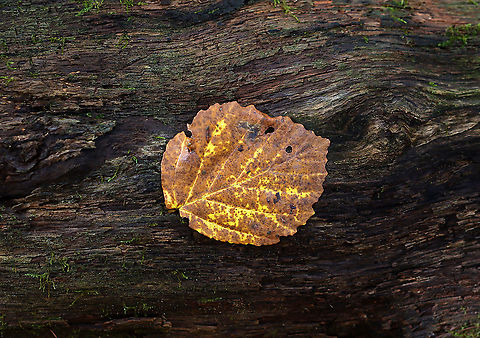 American Witch Hazel - Hamamelis virginiana Leaves are alternate, simple, broadly ovate, up to 15 cm long, have an unequal, offset leaf base, and large wavy teeth on the margins. The tree grows to about 6 meters tall.

Habitat: Mixed forest American witch-hazel,Fall,Geotagged,Hamamelis,Hamamelis virginiana,United States,leaf