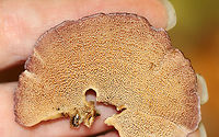 Violet-toothed Polypore - Trichaptum biforme Habitat: Growing on rotting wood; mixed forest<br />
https://www.jungledragon.com/image/121062/violet-toothed_polypore_-_trichaptum_biforme.html Fall,Geotagged,Trichaptum,Trichaptum biforme,United States,Violet-Toothed Polypore,polypore