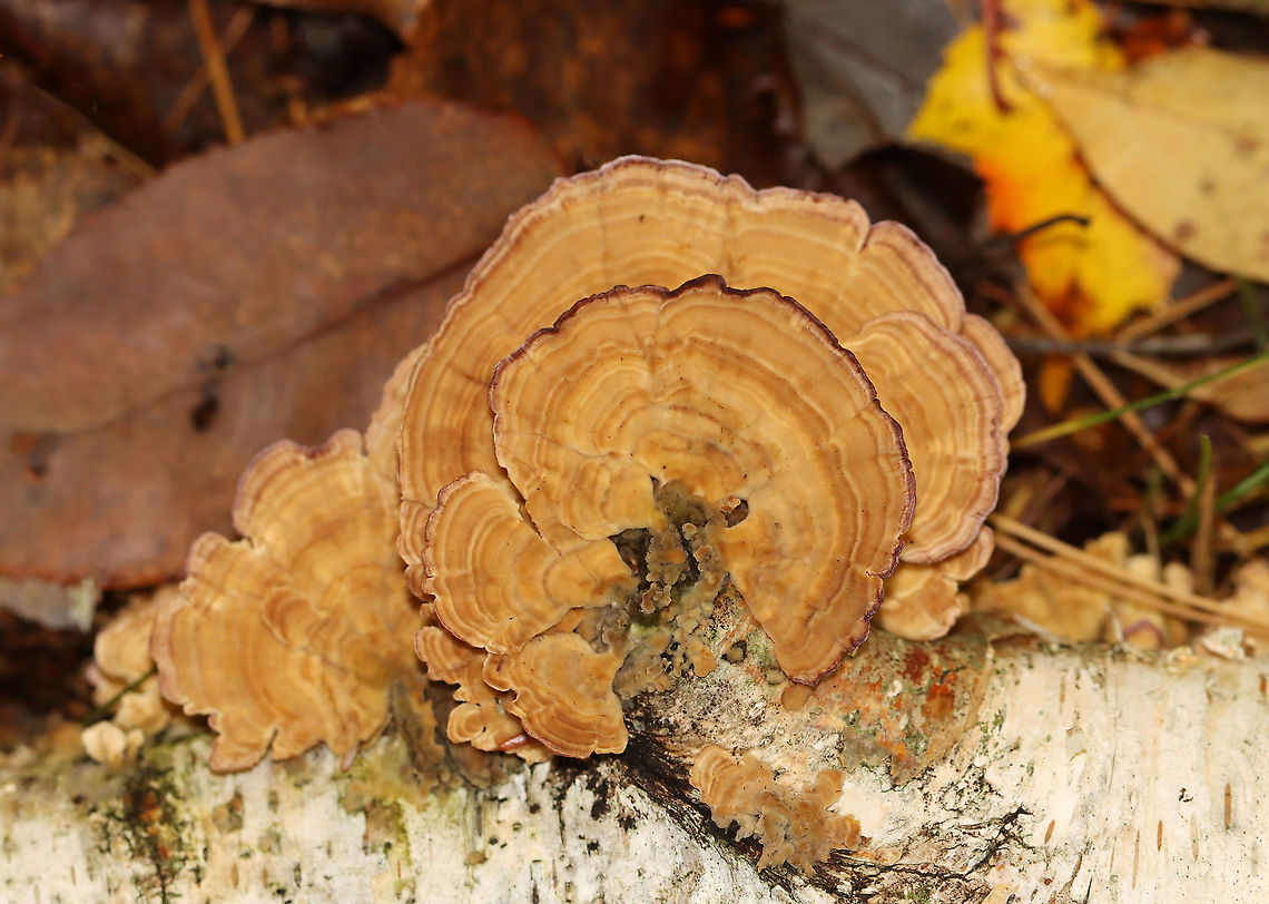 Violet-toothed Polypore - Trichaptum biforme Habitat: Growing on rotting wood; mixed forest<br />
<figure class="photo"><a href="https://www.jungledragon.com/image/121061/violet-toothed_polypore_-_trichaptum_biforme.html" title="Violet-toothed Polypore - Trichaptum biforme"><img src="https://s3.amazonaws.com/media.jungledragon.com/images/3232/121061_thumb.jpg?AWSAccessKeyId=05GMT0V3GWVNE7GGM1R2&Expires=1759968010&Signature=7589TTu2oZGSh3DCDwzWcwFbIUw%3D" width="200" height="126" alt="Violet-toothed Polypore - Trichaptum biforme Habitat: Growing on rotting wood; mixed forest<br />
https://www.jungledragon.com/image/121062/violet-toothed_polypore_-_trichaptum_biforme.html Fall,Geotagged,Trichaptum,Trichaptum biforme,United States,Violet-Toothed Polypore,polypore" /></a></figure> Fall,Geotagged,Trichaptum biforme,United States,Violet-Toothed Polypore