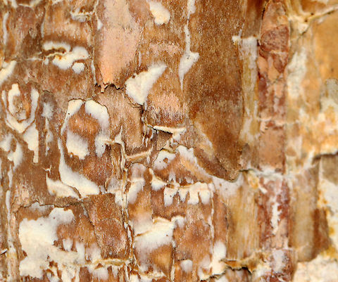 Tinder Conk - Fomes excavatus This is what the inside of the fruiting body looks like.

Habitat: rotting birch; deciduous forest
https://www.jungledragon.com/image/121084/tinder_conk_-_fomes_excavatus.html
https://www.jungledragon.com/image/121086/tinder_conk_-_fomes_excavatus.html
https://www.jungledragon.com/image/121085/tinder_conk_-_fomes_excavatus.html Fall,Fomes,Fomes excavatus,Geotagged,Tinder conk,United States,fungus,polypore