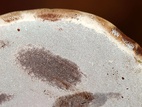 Tinder Conk - Fomes excavatus The pores bruised when touched.

Habitat: rotting birch; deciduous forest
https://www.jungledragon.com/image/121084/tinder_conk_-_fomes_excavatus.html
https://www.jungledragon.com/image/121086/tinder_conk_-_fomes_excavatus.html
https://www.jungledragon.com/image/121085/tinder_conk_-_fomes_excavatus.html Fall,Fomes,Fomes excavatus,Geotagged,United States,fungus,mushroom,polypore,tinder conk