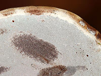 Tinder Conk - Fomes excavatus The pores bruised when touched.<br />
<br />
Habitat: rotting birch; deciduous forest<br />
https://www.jungledragon.com/image/121084/tinder_conk_-_fomes_excavatus.html<br />
https://www.jungledragon.com/image/121086/tinder_conk_-_fomes_excavatus.html<br />
https://www.jungledragon.com/image/121085/tinder_conk_-_fomes_excavatus.html Fall,Fomes,Fomes excavatus,Geotagged,United States,fungus,mushroom,polypore,tinder conk