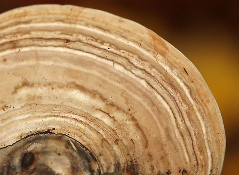 Tinder Conk - Fomes excavatus Habitat: rotting birch; deciduous forest
https://www.jungledragon.com/image/121084/tinder_conk_-_fomes_excavatus.html
https://www.jungledragon.com/image/121086/tinder_conk_-_fomes_excavatus.html
https://www.jungledragon.com/image/121085/tinder_conk_-_fomes_excavatus.html Fall,Fomes,Fomes excavatus,Geotagged,United States,fungus,tinder conk