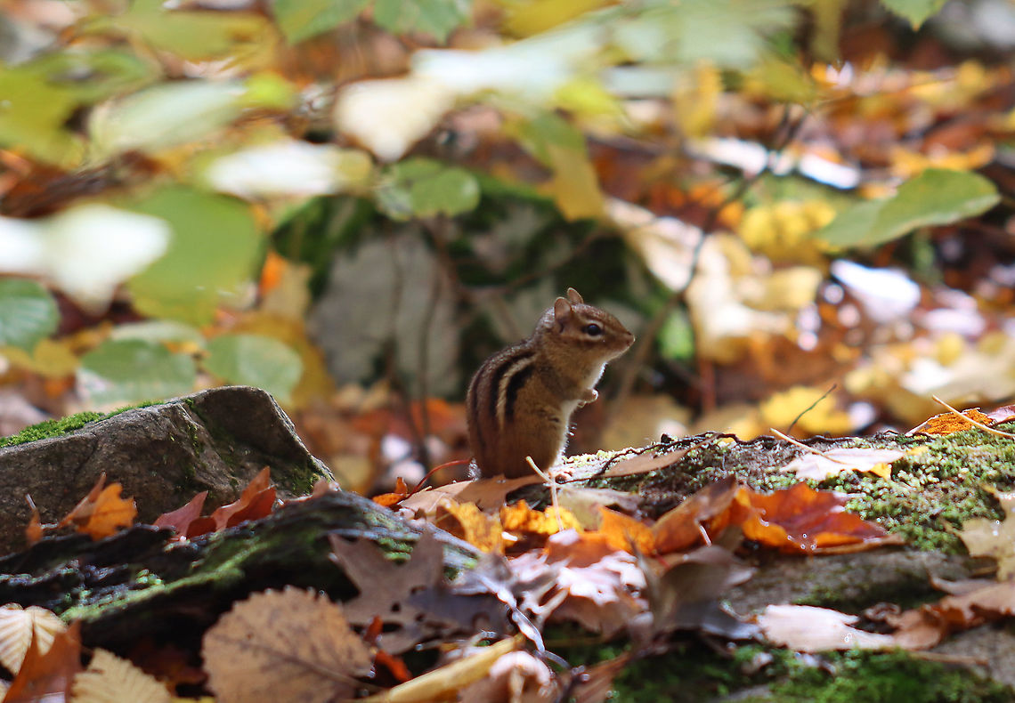 Eastern Chipmunk - Tamias striatus Cute, little critter with reddish-brown fur on its upper body and five dark brown stripes, which contrasted with light brown stripes along its back, ending in a dark tail. It had lighter fur on the lower part of its body, and a tawny stripe that ran from its whiskers to below its ears with lighter stripes over and under its eyes.<br />
<br />
Habitat: Deciduous forest; it was collecting acorns Eastern chipmunk,Fall,Geotagged,Sciuridae,Tamias,Tamias striatus,United States,chipmunk