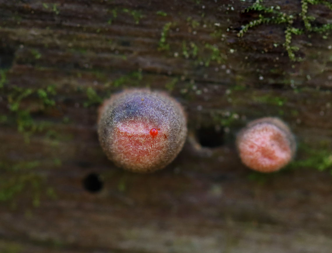 Wolf's Milk - Lycogala epidendrum Habitat: Rotting wood; deciduous forest<br />
<figure class="photo"><a href="https://www.jungledragon.com/image/121088/wolfs_milk_-_lycogala_epidendrum.html" title="Wolf&#039;s Milk - Lycogala epidendrum"><img src="https://s3.amazonaws.com/media.jungledragon.com/images/3232/121088_thumb.jpg?AWSAccessKeyId=05GMT0V3GWVNE7GGM1R2&Expires=1769040010&Signature=6QpDjeHx2zj777H%2FuV8ael8LcvE%3D" width="200" height="154" alt="Wolf&#039;s Milk - Lycogala epidendrum Habitat: Rotting wood; deciduous forest<br />
https://www.jungledragon.com/image/121088/wolfs_milk_-_lycogala_epidendrum.html<br />
https://www.jungledragon.com/image/121090/wolfs_milk_-_lycogala_epidendrum.html<br />
https://www.jungledragon.com/image/121089/wolfs_milk_-_lycogala_epidendrum.html Fall,Geotagged,Lycogala epidendrum,United States,Wolf&#039;s milk" /></a></figure><br />
<figure class="photo"><a href="https://www.jungledragon.com/image/121090/wolfs_milk_-_lycogala_epidendrum.html" title="Wolf&#039;s Milk - Lycogala epidendrum"><img src="https://s3.amazonaws.com/media.jungledragon.com/images/3232/121090_thumb.jpg?AWSAccessKeyId=05GMT0V3GWVNE7GGM1R2&Expires=1769040010&Signature=XmG1AjpfgEImJbpRlwqoOIeIwQo%3D" width="200" height="134" alt="Wolf&#039;s Milk - Lycogala epidendrum Habitat: Rotting wood; deciduous forest<br />
https://www.jungledragon.com/image/121088/wolfs_milk_-_lycogala_epidendrum.html<br />
https://www.jungledragon.com/image/121090/wolfs_milk_-_lycogala_epidendrum.html<br />
https://www.jungledragon.com/image/121089/wolfs_milk_-_lycogala_epidendrum.html Fall,Geotagged,Lycogala epidendrum,United States,Wolf&#039;s milk" /></a></figure><br />
<figure class="photo"><a href="https://www.jungledragon.com/image/121089/wolfs_milk_-_lycogala_epidendrum.html" title="Wolf&#039;s Milk - Lycogala epidendrum"><img src="https://s3.amazonaws.com/media.jungledragon.com/images/3232/121089_thumb.jpg?AWSAccessKeyId=05GMT0V3GWVNE7GGM1R2&Expires=1769040010&Signature=%2BZ%2B4ZySpyFVB%2BBzJisejly%2FHc8U%3D" width="200" height="150" alt="Wolf&#039;s Milk - Lycogala epidendrum Habitat: Rotting wood; deciduous forest<br />
https://www.jungledragon.com/image/121088/wolfs_milk_-_lycogala_epidendrum.html<br />
https://www.jungledragon.com/image/121090/wolfs_milk_-_lycogala_epidendrum.html<br />
https://www.jungledragon.com/image/121089/wolfs_milk_-_lycogala_epidendrum.html Fall,Geotagged,Lycogala epidendrum,United States,Wolf&#039;s milk. slime mold" /></a></figure> Fall,Geotagged,Lycogala epidendrum,United States,Wolf's milk