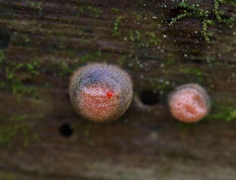 Wolf's Milk - Lycogala epidendrum Habitat: Rotting wood; deciduous forest
https://www.jungledragon.com/image/121088/wolfs_milk_-_lycogala_epidendrum.html
https://www.jungledragon.com/image/121090/wolfs_milk_-_lycogala_epidendrum.html
https://www.jungledragon.com/image/121089/wolfs_milk_-_lycogala_epidendrum.html Fall,Geotagged,Lycogala epidendrum,United States,Wolf's milk