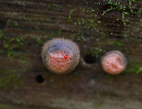 Wolf's Milk - Lycogala epidendrum Habitat: Rotting wood; deciduous forest<br />
https://www.jungledragon.com/image/121088/wolfs_milk_-_lycogala_epidendrum.html<br />
https://www.jungledragon.com/image/121090/wolfs_milk_-_lycogala_epidendrum.html<br />
https://www.jungledragon.com/image/121089/wolfs_milk_-_lycogala_epidendrum.html Fall,Geotagged,Lycogala epidendrum,United States,Wolf's milk