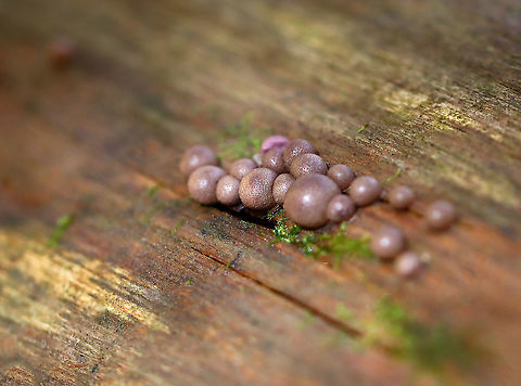 Wolf's Milk - Lycogala epidendrum Habitat: Rotting wood; deciduous forest
https://www.jungledragon.com/image/121088/wolfs_milk_-_lycogala_epidendrum.html
https://www.jungledragon.com/image/121090/wolfs_milk_-_lycogala_epidendrum.html
https://www.jungledragon.com/image/121089/wolfs_milk_-_lycogala_epidendrum.html Fall,Geotagged,Lycogala epidendrum,United States,Wolf's milk. slime mold