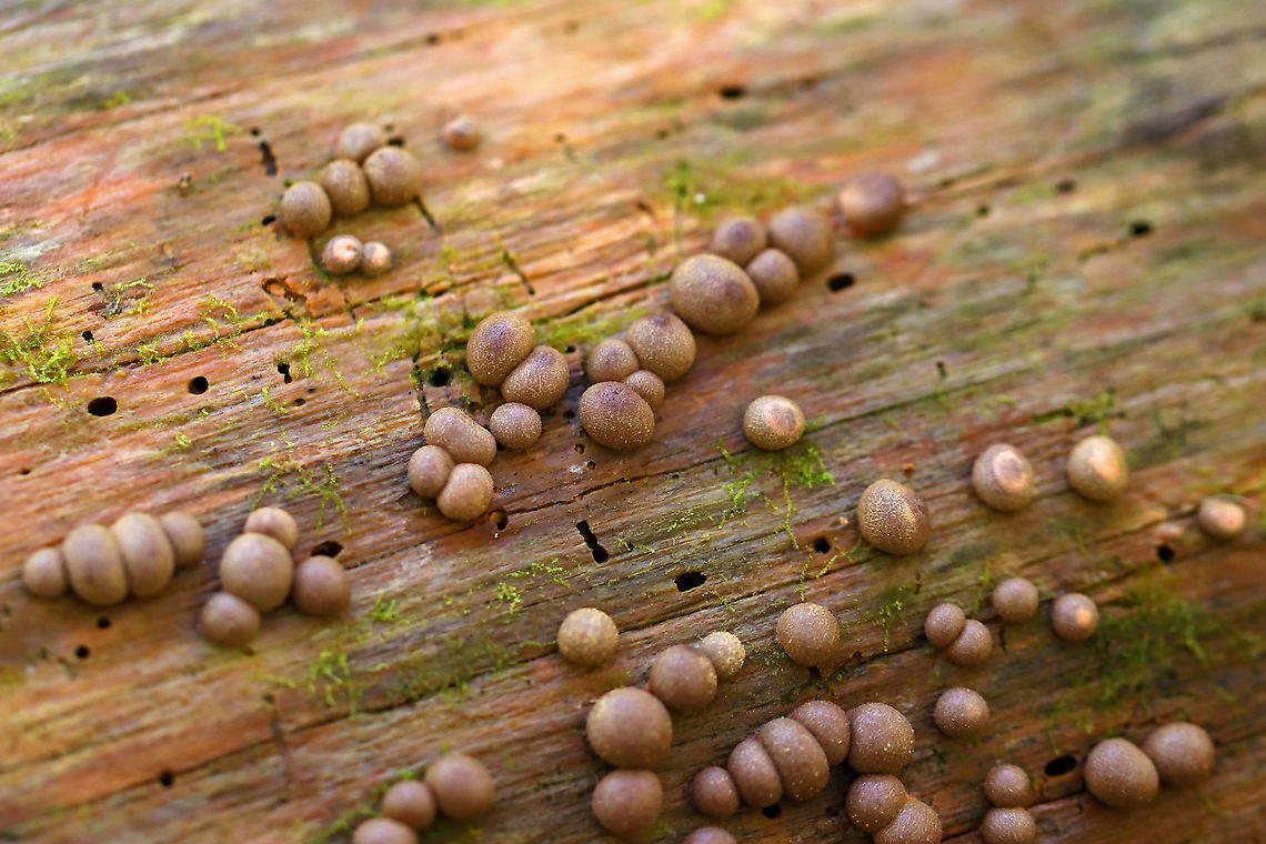 Wolf's Milk - Lycogala epidendrum Habitat: Rotting wood; deciduous forest<br />
<figure class="photo"><a href="https://www.jungledragon.com/image/121088/wolfs_milk_-_lycogala_epidendrum.html" title="Wolf&#039;s Milk - Lycogala epidendrum"><img src="https://s3.amazonaws.com/media.jungledragon.com/images/3232/121088_thumb.jpg?AWSAccessKeyId=05GMT0V3GWVNE7GGM1R2&Expires=1759968010&Signature=Qw1thkMyTRTIRQYNwofjXoiVbYE%3D" width="200" height="154" alt="Wolf&#039;s Milk - Lycogala epidendrum Habitat: Rotting wood; deciduous forest<br />
https://www.jungledragon.com/image/121088/wolfs_milk_-_lycogala_epidendrum.html<br />
https://www.jungledragon.com/image/121090/wolfs_milk_-_lycogala_epidendrum.html<br />
https://www.jungledragon.com/image/121089/wolfs_milk_-_lycogala_epidendrum.html Fall,Geotagged,Lycogala epidendrum,United States,Wolf&#039;s milk" /></a></figure><br />
<figure class="photo"><a href="https://www.jungledragon.com/image/121090/wolfs_milk_-_lycogala_epidendrum.html" title="Wolf&#039;s Milk - Lycogala epidendrum"><img src="https://s3.amazonaws.com/media.jungledragon.com/images/3232/121090_thumb.jpg?AWSAccessKeyId=05GMT0V3GWVNE7GGM1R2&Expires=1759968010&Signature=yXIsLxCgYJCFpyg%2FhZ4EWld%2F1gA%3D" width="200" height="134" alt="Wolf&#039;s Milk - Lycogala epidendrum Habitat: Rotting wood; deciduous forest<br />
https://www.jungledragon.com/image/121088/wolfs_milk_-_lycogala_epidendrum.html<br />
https://www.jungledragon.com/image/121090/wolfs_milk_-_lycogala_epidendrum.html<br />
https://www.jungledragon.com/image/121089/wolfs_milk_-_lycogala_epidendrum.html Fall,Geotagged,Lycogala epidendrum,United States,Wolf&#039;s milk" /></a></figure><br />
<figure class="photo"><a href="https://www.jungledragon.com/image/121089/wolfs_milk_-_lycogala_epidendrum.html" title="Wolf&#039;s Milk - Lycogala epidendrum"><img src="https://s3.amazonaws.com/media.jungledragon.com/images/3232/121089_thumb.jpg?AWSAccessKeyId=05GMT0V3GWVNE7GGM1R2&Expires=1759968010&Signature=iBAQGwo9e59%2BO1AlbVM4U0ktCFw%3D" width="200" height="150" alt="Wolf&#039;s Milk - Lycogala epidendrum Habitat: Rotting wood; deciduous forest<br />
https://www.jungledragon.com/image/121088/wolfs_milk_-_lycogala_epidendrum.html<br />
https://www.jungledragon.com/image/121090/wolfs_milk_-_lycogala_epidendrum.html<br />
https://www.jungledragon.com/image/121089/wolfs_milk_-_lycogala_epidendrum.html Fall,Geotagged,Lycogala epidendrum,United States,Wolf&#039;s milk. slime mold" /></a></figure> Fall,Geotagged,Lycogala epidendrum,United States,Wolf's milk