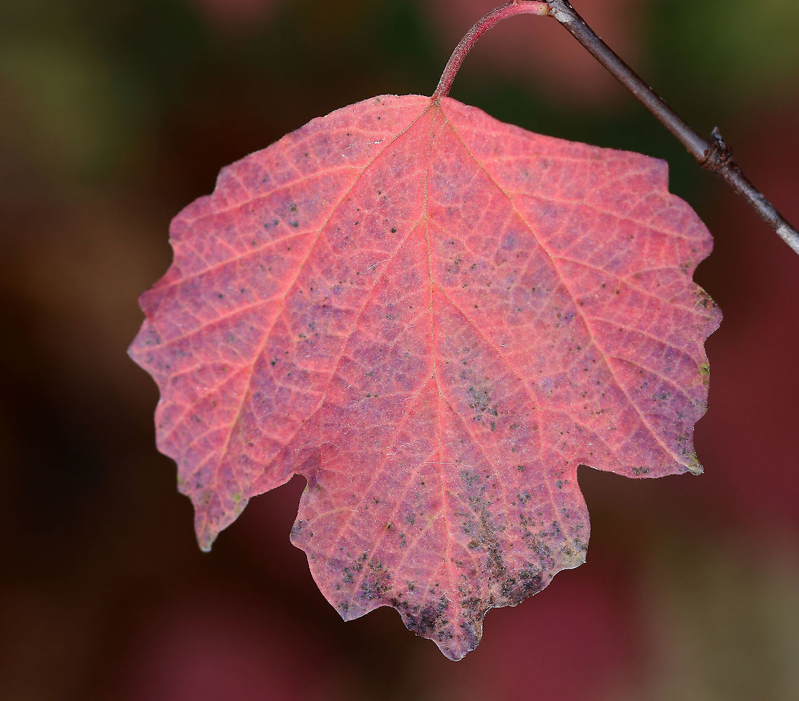 Maple-leaf Viburnum - Viburnum acerifolium The leaves varied between pale pink and bright pinkish purple. The plants had clusters of blue berries.<br />
<br />
Habitat: Deciduous forest Fall,Geotagged,Maple-leaf Viburnum,United States,Viburnum acerifolium