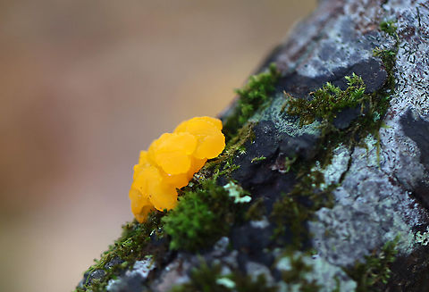Dacrymyces chrysospermus *Tentative ID. Tremella mesenterica is also very similar.

Habitat: Growing on a rotting conifer log; mixed forest
https://www.jungledragon.com/image/121160/dacrymyces_chrysospermus.html Dacrymyces chrysospermus,Fall,Geotagged,United States