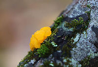 Dacrymyces chrysospermus *Tentative ID. Tremella mesenterica is also very similar.<br />
<br />
Habitat: Growing on a rotting conifer log; mixed forest<br />
https://www.jungledragon.com/image/121160/dacrymyces_chrysospermus.html Dacrymyces chrysospermus,Fall,Geotagged,United States