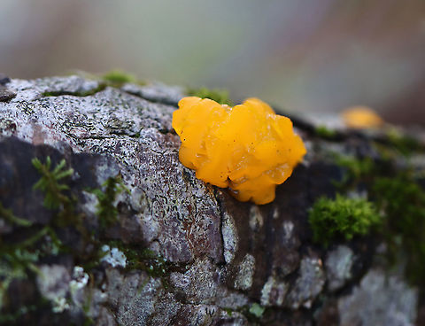 Dacrymyces chrysospermus *Tentative ID. Tremella mesenterica is also very similar.

Habitat: Growing on a rotting conifer log; mixed forest
https://www.jungledragon.com/image/121159/dacrymyces_chrysospermus.html Dacrymyces,Dacrymyces chrysospermus,Dacrymycetaceae,Fall,Geotagged,United States,fungus,jelly fungus