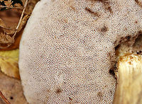 Birch Scaber Stalk - Leccinum scabrum *Tentative ID<br />
<br />
Habitat: Growing on the ground; deciduous area of a mixed forest<br />
https://www.jungledragon.com/image/121163/birch_scaber_stalk_-_leccinum_scabrum.html<br />
https://www.jungledragon.com/image/121165/birch_scaber_stalk_-_leccinum_scabrum.html<br />
https://www.jungledragon.com/image/121164/birch_scaber_stalk_-_leccinum_scabrum.html Birch bolete,Fall,Geotagged,Leccinum scabrum,United States