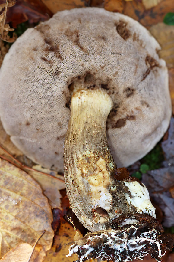 Birch Scaber Stalk - Leccinum scabrum *Tentative ID<br />
<br />
Habitat: Growing on the ground; deciduous area of a mixed forest<br />
<figure class="photo"><a href="https://www.jungledragon.com/image/121163/birch_scaber_stalk_-_leccinum_scabrum.html" title="Birch Scaber Stalk - Leccinum scabrum"><img src="https://s3.amazonaws.com/media.jungledragon.com/images/3232/121163_thumb.jpg?AWSAccessKeyId=05GMT0V3GWVNE7GGM1R2&Expires=1759968010&Signature=HBtQiE3%2FHGbz07d%2BmO6CNnfUNPQ%3D" width="200" height="148" alt="Birch Scaber Stalk - Leccinum scabrum *Tentative ID<br />
<br />
Habitat: Growing on the ground; deciduous area of a mixed forest<br />
https://www.jungledragon.com/image/121163/birch_scaber_stalk_-_leccinum_scabrum.html<br />
https://www.jungledragon.com/image/121165/birch_scaber_stalk_-_leccinum_scabrum.html<br />
https://www.jungledragon.com/image/121164/birch_scaber_stalk_-_leccinum_scabrum.html Birch bolete,Fall,Geotagged,Leccinum scabrum,United States" /></a></figure><br />
<figure class="photo"><a href="https://www.jungledragon.com/image/121165/birch_scaber_stalk_-_leccinum_scabrum.html" title="Birch Scaber Stalk - Leccinum scabrum"><img src="https://s3.amazonaws.com/media.jungledragon.com/images/3232/121165_thumb.jpg?AWSAccessKeyId=05GMT0V3GWVNE7GGM1R2&Expires=1759968010&Signature=yJjEx2hqj1v4A16WgsnN4P6XuaE%3D" width="200" height="156" alt="Birch Scaber Stalk - Leccinum scabrum *Tentative ID<br />
<br />
Habitat: Growing on the ground; deciduous area of a mixed forest<br />
https://www.jungledragon.com/image/121163/birch_scaber_stalk_-_leccinum_scabrum.html<br />
https://www.jungledragon.com/image/121165/birch_scaber_stalk_-_leccinum_scabrum.html<br />
https://www.jungledragon.com/image/121164/birch_scaber_stalk_-_leccinum_scabrum.html Birch Scaber Stalk,Birch bolete,Bolete,Fall,Geotagged,Leccinum,Leccinum scabrum,United States,fungus,mushroom" /></a></figure><br />
<figure class="photo"><a href="https://www.jungledragon.com/image/121164/birch_scaber_stalk_-_leccinum_scabrum.html" title="Birch Scaber Stalk - Leccinum scabrum"><img src="https://s3.amazonaws.com/media.jungledragon.com/images/3232/121164_thumb.jpg?AWSAccessKeyId=05GMT0V3GWVNE7GGM1R2&Expires=1759968010&Signature=mkKJ6iggkmVgFWt3ScykQdXAeMY%3D" width="102" height="152" alt="Birch Scaber Stalk - Leccinum scabrum *Tentative ID<br />
<br />
Habitat: Growing on the ground; deciduous area of a mixed forest<br />
https://www.jungledragon.com/image/121163/birch_scaber_stalk_-_leccinum_scabrum.html<br />
https://www.jungledragon.com/image/121165/birch_scaber_stalk_-_leccinum_scabrum.html<br />
https://www.jungledragon.com/image/121164/birch_scaber_stalk_-_leccinum_scabrum.html Birch bolete,Fall,Geotagged,Leccinum scabrum,United States" /></a></figure> Birch bolete,Fall,Geotagged,Leccinum scabrum,United States