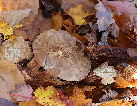 Birch Scaber Stalk - Leccinum scabrum *Tentative ID

Habitat: Growing on the ground; deciduous area of a mixed forest
https://www.jungledragon.com/image/121163/birch_scaber_stalk_-_leccinum_scabrum.html
https://www.jungledragon.com/image/121165/birch_scaber_stalk_-_leccinum_scabrum.html
https://www.jungledragon.com/image/121164/birch_scaber_stalk_-_leccinum_scabrum.html Birch Scaber Stalk,Birch bolete,Bolete,Fall,Geotagged,Leccinum,Leccinum scabrum,United States,fungus,mushroom