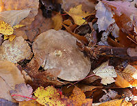 Birch Scaber Stalk - Leccinum scabrum *Tentative ID<br />
<br />
Habitat: Growing on the ground; deciduous area of a mixed forest<br />
https://www.jungledragon.com/image/121163/birch_scaber_stalk_-_leccinum_scabrum.html<br />
https://www.jungledragon.com/image/121165/birch_scaber_stalk_-_leccinum_scabrum.html<br />
https://www.jungledragon.com/image/121164/birch_scaber_stalk_-_leccinum_scabrum.html Birch Scaber Stalk,Birch bolete,Bolete,Fall,Geotagged,Leccinum,Leccinum scabrum,United States,fungus,mushroom