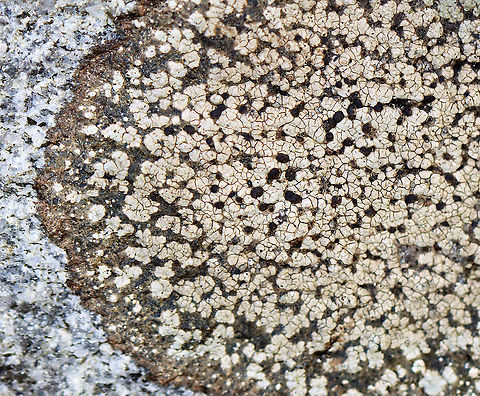 Twin Map Lichen - Rhizocarpon geminatum Habitat: Growing on a rock in a mixed forest Fall,Geotagged,Rhizocarpon,Rhizocarpon geminatum,Twin Map Lichen,United States,lichen
