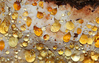 Resinous Polypore - Ischnoderma resinosum Habitat: Growing on a fallen, rotting tree (hardwood) in a mixed forest<br />
https://www.jungledragon.com/image/121167/resinous_polypore_-_ischnoderma_resinosum.html<br />
https://www.jungledragon.com/image/121170/resinous_polypore_-_ischnoderma_resinosum.html<br />
https://www.jungledragon.com/image/121169/resinous_polypore_-_ischnoderma_resinosum.html<br />
https://www.jungledragon.com/image/121168/resinous_polypore_-_ischnoderma_resinosum.html Fall,Fomitopsidaceae,Geotagged,Ischnoderma,Ischnoderma resinosum,Resinous Polypore,United States,fungus,guttation,late fall polypore,mushroom,polypore