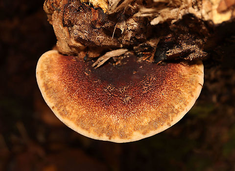 Resinous Polypore - Ischnoderma resinosum Habitat: Growing on a fallen, rotting tree (hardwood) in a mixed forest
https://www.jungledragon.com/image/121167/resinous_polypore_-_ischnoderma_resinosum.html
https://www.jungledragon.com/image/121170/resinous_polypore_-_ischnoderma_resinosum.html
https://www.jungledragon.com/image/121169/resinous_polypore_-_ischnoderma_resinosum.html
https://www.jungledragon.com/image/121168/resinous_polypore_-_ischnoderma_resinosum.html Fall,Geotagged,Ischnoderma resinosum,Resinous Polypore,United States