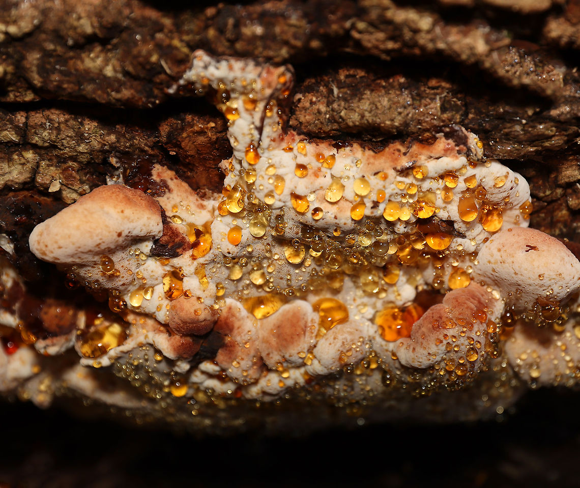 Resinous Polypore - Ischnoderma resinosum Habitat: Growing on a fallen, rotting tree (hardwood) in a mixed forest<br />
<figure class="photo"><a href="https://www.jungledragon.com/image/121167/resinous_polypore_-_ischnoderma_resinosum.html" title="Resinous Polypore - Ischnoderma resinosum"><img src="https://s3.amazonaws.com/media.jungledragon.com/images/3232/121167_thumb.jpg?AWSAccessKeyId=05GMT0V3GWVNE7GGM1R2&Expires=1763596810&Signature=fgmfriL0N7%2BwZkA%2FvG7UtmnUVyY%3D" width="200" height="128" alt="Resinous Polypore - Ischnoderma resinosum Habitat: Growing on a fallen, rotting tree (hardwood) in a mixed forest<br />
https://www.jungledragon.com/image/121167/resinous_polypore_-_ischnoderma_resinosum.html<br />
https://www.jungledragon.com/image/121170/resinous_polypore_-_ischnoderma_resinosum.html<br />
https://www.jungledragon.com/image/121169/resinous_polypore_-_ischnoderma_resinosum.html<br />
https://www.jungledragon.com/image/121168/resinous_polypore_-_ischnoderma_resinosum.html Fall,Fomitopsidaceae,Geotagged,Ischnoderma,Ischnoderma resinosum,Resinous Polypore,United States,fungus,guttation,late fall polypore,mushroom,polypore" /></a></figure><br />
<figure class="photo"><a href="https://www.jungledragon.com/image/121170/resinous_polypore_-_ischnoderma_resinosum.html" title="Resinous Polypore - Ischnoderma resinosum"><img src="https://s3.amazonaws.com/media.jungledragon.com/images/3232/121170_thumb.jpg?AWSAccessKeyId=05GMT0V3GWVNE7GGM1R2&Expires=1763596810&Signature=Kk8T7aQq%2Fau0B2jljMZj40Y9%2Fzs%3D" width="200" height="156" alt="Resinous Polypore - Ischnoderma resinosum Habitat: Growing on a fallen, rotting tree (hardwood) in a mixed forest<br />
https://www.jungledragon.com/image/121167/resinous_polypore_-_ischnoderma_resinosum.html<br />
https://www.jungledragon.com/image/121170/resinous_polypore_-_ischnoderma_resinosum.html<br />
https://www.jungledragon.com/image/121169/resinous_polypore_-_ischnoderma_resinosum.html<br />
https://www.jungledragon.com/image/121168/resinous_polypore_-_ischnoderma_resinosum.html Fall,Geotagged,Ischnoderma resinosum,Resinous Polypore,United States" /></a></figure><br />
<figure class="photo"><a href="https://www.jungledragon.com/image/121169/resinous_polypore_-_ischnoderma_resinosum.html" title="Resinous Polypore - Ischnoderma resinosum"><img src="https://s3.amazonaws.com/media.jungledragon.com/images/3232/121169_thumb.jpg?AWSAccessKeyId=05GMT0V3GWVNE7GGM1R2&Expires=1763596810&Signature=suFWet2Jn39YexhFYdd71g0uWJ0%3D" width="200" height="170" alt="Resinous Polypore - Ischnoderma resinosum Habitat: Growing on a fallen, rotting tree (hardwood) in a mixed forest<br />
https://www.jungledragon.com/image/121167/resinous_polypore_-_ischnoderma_resinosum.html<br />
https://www.jungledragon.com/image/121170/resinous_polypore_-_ischnoderma_resinosum.html<br />
https://www.jungledragon.com/image/121169/resinous_polypore_-_ischnoderma_resinosum.html<br />
https://www.jungledragon.com/image/121168/resinous_polypore_-_ischnoderma_resinosum.html Fall,Geotagged,Ischnoderma resinosum,Resinous Polypore,United States" /></a></figure><br />
<figure class="photo"><a href="https://www.jungledragon.com/image/121168/resinous_polypore_-_ischnoderma_resinosum.html" title="Resinous Polypore - Ischnoderma resinosum"><img src="https://s3.amazonaws.com/media.jungledragon.com/images/3232/121168_thumb.jpg?AWSAccessKeyId=05GMT0V3GWVNE7GGM1R2&Expires=1763596810&Signature=qZckilP7X8WJwrCK%2B39i0tZ4ltk%3D" width="200" height="146" alt="Resinous Polypore - Ischnoderma resinosum Habitat: Growing on a fallen, rotting tree (hardwood) in a mixed forest<br />
https://www.jungledragon.com/image/121167/resinous_polypore_-_ischnoderma_resinosum.html<br />
https://www.jungledragon.com/image/121170/resinous_polypore_-_ischnoderma_resinosum.html<br />
https://www.jungledragon.com/image/121169/resinous_polypore_-_ischnoderma_resinosum.html<br />
https://www.jungledragon.com/image/121168/resinous_polypore_-_ischnoderma_resinosum.html Fall,Geotagged,Ischnoderma resinosum,Resinous Polypore,United States" /></a></figure> Fall,Geotagged,Ischnoderma resinosum,Resinous Polypore,United States