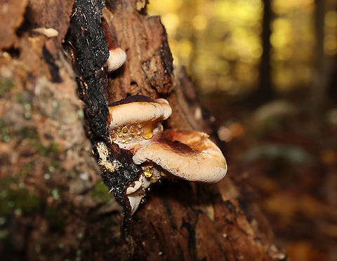 Resinous Polypore - Ischnoderma resinosum Habitat: Growing on a fallen, rotting tree (hardwood) in a mixed forest
https://www.jungledragon.com/image/121167/resinous_polypore_-_ischnoderma_resinosum.html
https://www.jungledragon.com/image/121170/resinous_polypore_-_ischnoderma_resinosum.html
https://www.jungledragon.com/image/121169/resinous_polypore_-_ischnoderma_resinosum.html
https://www.jungledragon.com/image/121168/resinous_polypore_-_ischnoderma_resinosum.html Fall,Geotagged,Ischnoderma resinosum,Resinous Polypore,United States