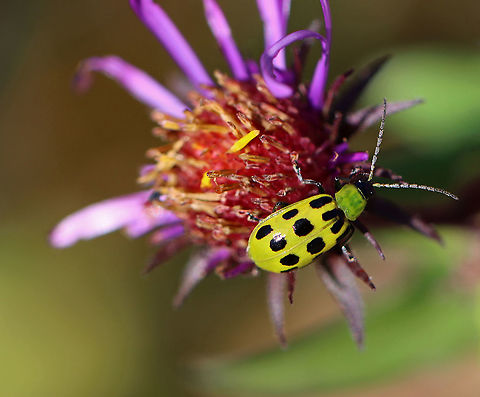Spotted Cucumber Beetle - Diabrotica undecimpunctata Habitat: Meadow Diabrotica,Diabrotica undecimpunctata,Fall,Geotagged,Spotted cucumber beetle,United States,beetle,cucumber beetle