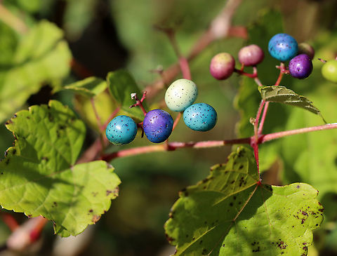 Porcelain Berry - Ampelopsis glandulosa var. brevipedunculata Highly invasive in the eastern United States. The berries are stunning colors due to an anthocyanidins-flavonols copigmentation phenomenon.

Habitat: Meadow Ampelopsis,Ampelopsis glandulosa,Ampelopsis glandulosa var. brevipedunculata,Fall,Geotagged,Porcelain Berry,United States,invasive plant