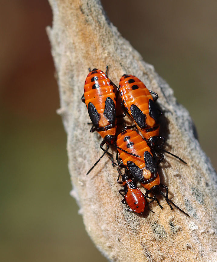 Milkweed Bug - Oncopeltus fasciatus Habitat: On milkweed in a meadow Fall,Geotagged,Large milkweed bug,Oncopeltus,Oncopeltus fasciatus,United States,but,hemiptera,milkweed bug