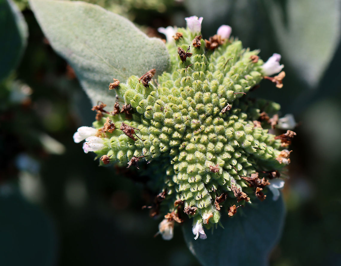 Broad-leaved Mountain Mint - Pycnanthemum muticum Habitat: Garden Broad-leaved Mountain Mint,Fall,Geotagged,Lamiaceae,Pycnanthemum,Pycnanthemum muticum,United States,mountain mint