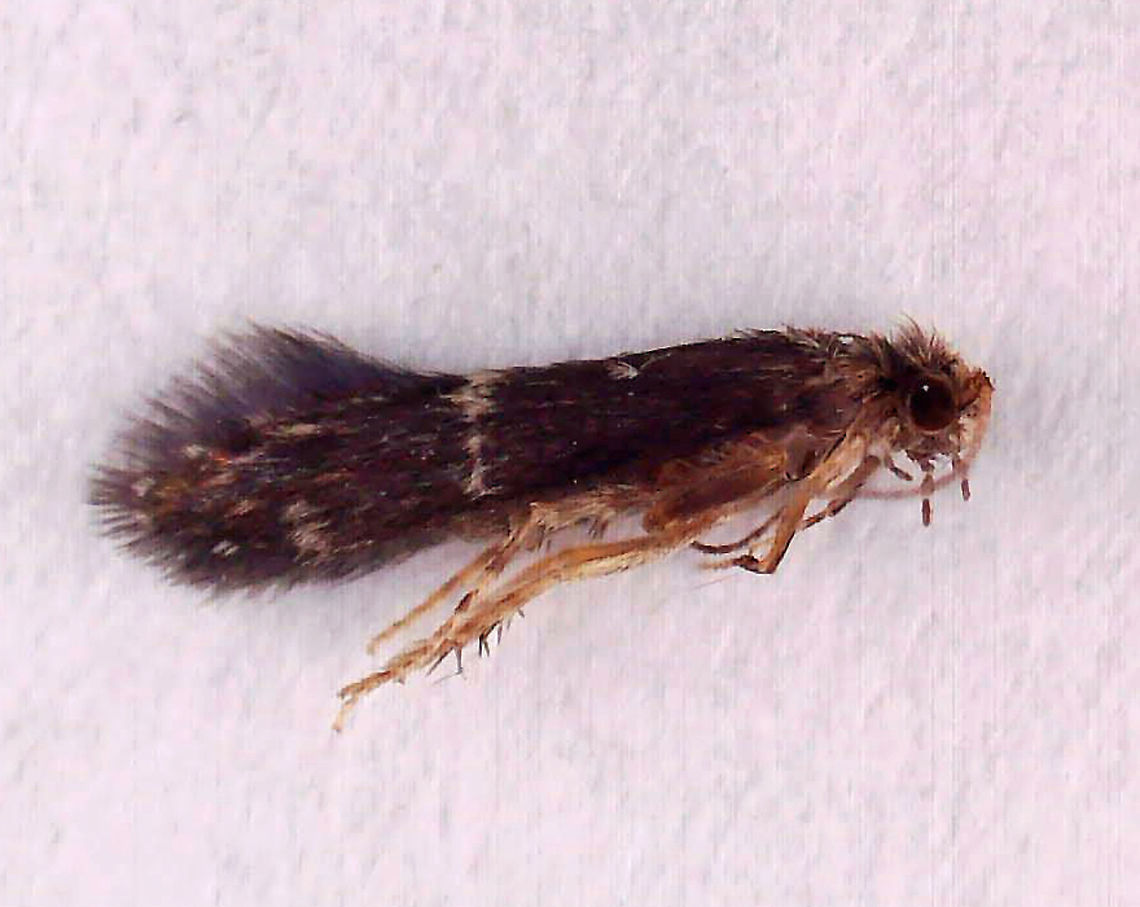 Saddle Case-Maker Caddisflies - Order Trichoptera, Family Glossosomatidae, Subfamily Protoptilinae Habitat: Attracted to a 365 + 395 nm LED light in a semi-rural area.<br />
<br />
From a different night:<br />
<figure class="photo"><a href="https://www.jungledragon.com/image/121053/saddle_case-maker_caddisflies_-_order_trichoptera_family_glossosomatidae_subfamily_protoptilinae.html" title="Saddle Case-Maker Caddisflies - Order Trichoptera, Family Glossosomatidae, Subfamily Protoptilinae"><img src="https://s3.amazonaws.com/media.jungledragon.com/images/3232/121053_thumb.jpg?AWSAccessKeyId=05GMT0V3GWVNE7GGM1R2&Expires=1759968010&Signature=FmwXBwUzK7B6BI4MxN1LnbqT%2FB4%3D" width="118" height="152" alt="Saddle Case-Maker Caddisflies - Order Trichoptera, Family Glossosomatidae, Subfamily Protoptilinae I&#039;m adding this photo as it shows the profile of this caddisfly. There weren&#039;t as many as on previous nights, but still several dozen. I got a couple specimens that I will try to send for ID.<br />
<br />
Habitat: Attracted to a 365 + 395 nm LED light in a semi-rural area.<br />
<br />
From a different night:<br />
https://www.jungledragon.com/image/120798/saddle_case-maker_caddisflies_-_order_trichoptera_family_glossosomatidae_subfamily_protoptilinae.html<br />
https://www.jungledragon.com/image/120797/saddle_case-maker_caddisfly_-_order_trichoptera_family_glossosomatidae_subfamily_protoptilinae.html<br />
https://www.jungledragon.com/image/121232/saddle_case-maker_caddisflies_-_order_trichoptera_family_glossosomatidae_subfamily_protoptilinae.html Geotagged,Glossosomatidae,Protoptilinae,Saddle Case-Maker,Saddle Case-Maker Caddisfly,Summer,Trichoptera,United States,caddisfly" /></a></figure><br />
 Geotagged,Protoptilinae,Saddle Case-Maker Caddisfly,Trichoptera,United States,caddisfly,glossosomatidae