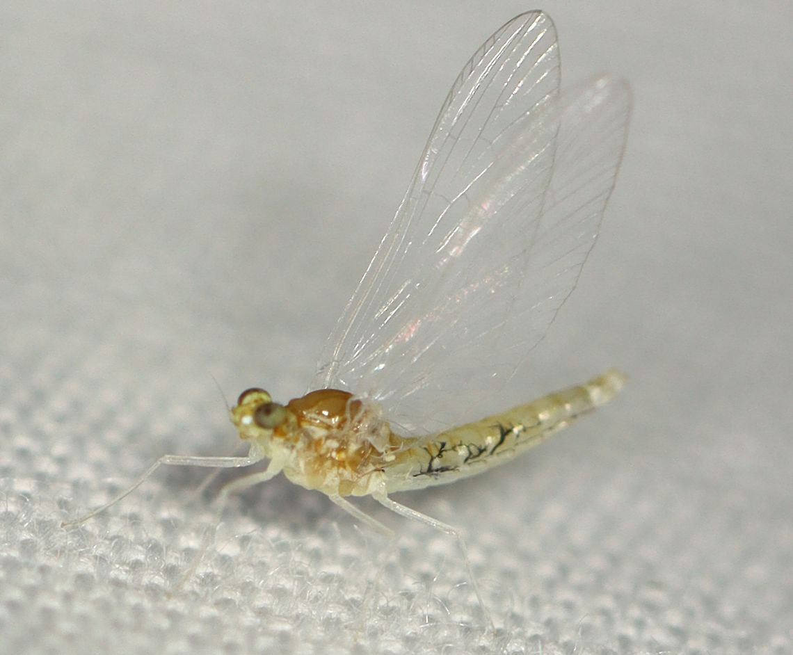 Minnow Mayfly - Order Ephemeroptera, Procloeon sp. Habitat: Attracted to a 365 nm LED light; semi-rural area Ephemeroptera,Geotagged,Procloeon,Summer,United States,mayfly,minnow mayfly