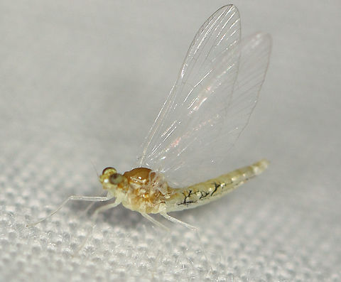 Minnow Mayfly - Order Ephemeroptera, Procloeon sp. Habitat: Attracted to a 365 nm LED light; semi-rural area Ephemeroptera,Geotagged,Procloeon,Summer,United States,mayfly,minnow mayfly